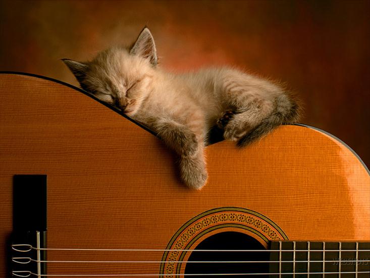  Muzyczne - malutki-kotek-spiacy-na-gitarze.jpg