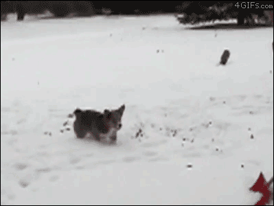 zwierzaki - dog snow2.gif