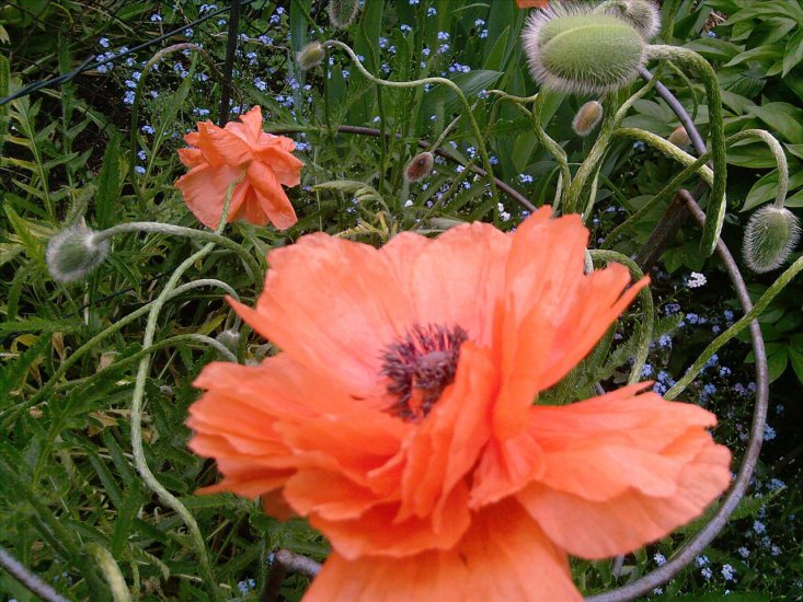 kwiaty w ogrodzie - Zdjęcia-00081.jpg