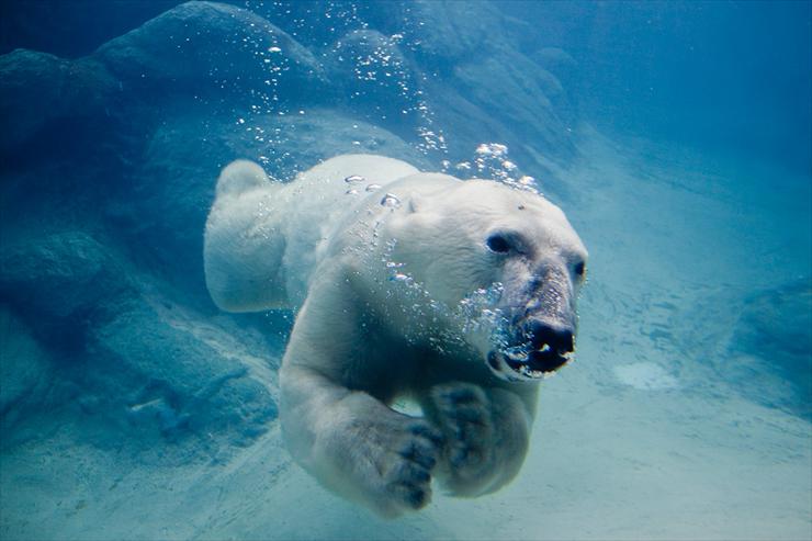  RATUJMY NIEDŹWIEDZIE POLARNE - polar-bear41.jpg