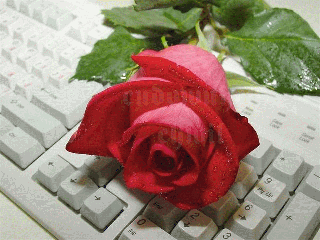 róże - klawisze.gif