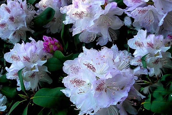 rododendrony - rododendron.jpg