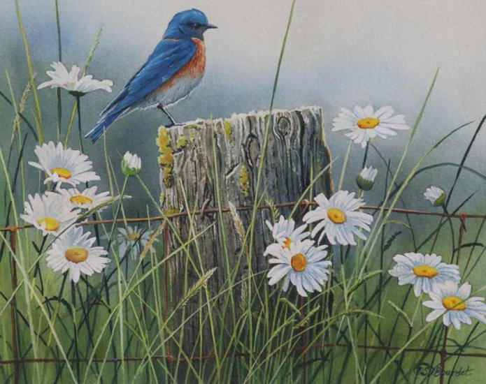 Bourdet Susan - Summer Meadow Bluebird.jpg