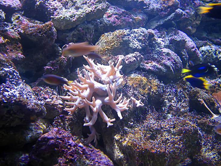 Rafa koralowa - 0076.jpg