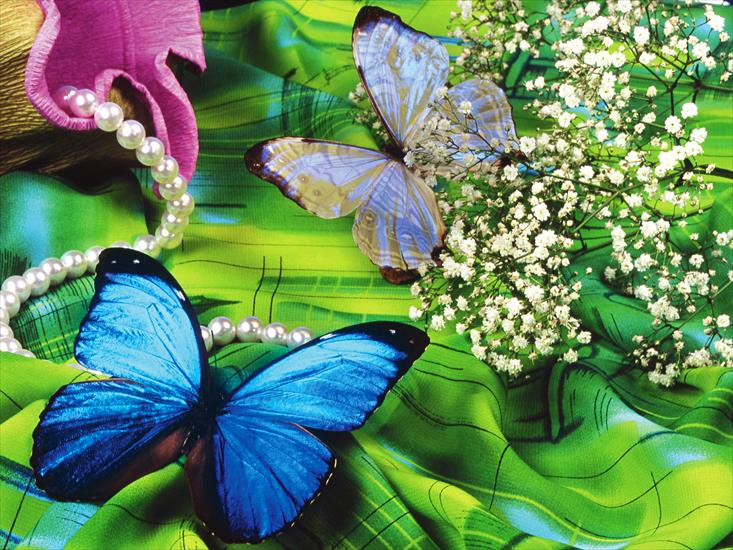 110 Beautiful Butterflies Wallpapers 1600 X 1200 - 20.jpg
