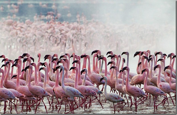 flamingi - flamingi.bmp