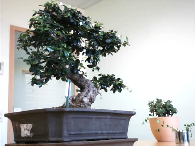 Drzewka Bonsai - untitledv.bmp