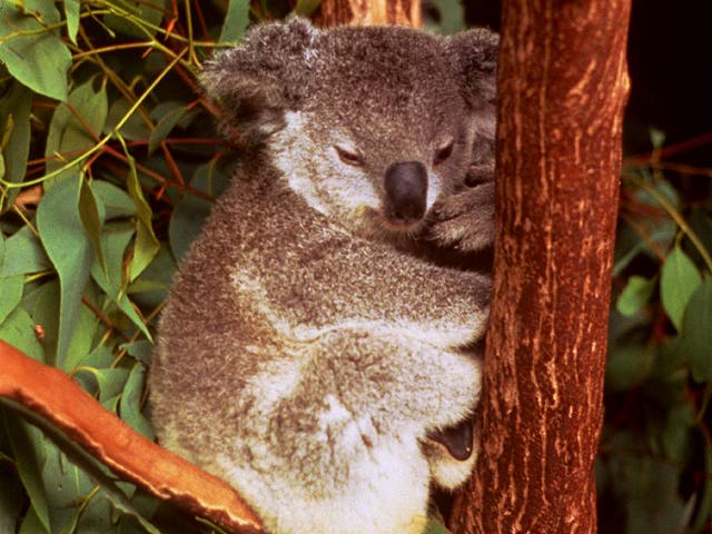 Zwierzęta - koala01.jpg