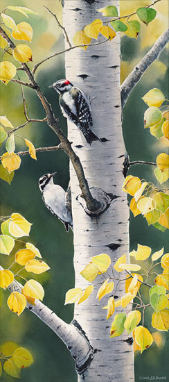 Bourdet Susan - Autumn Afternoon - Downy Woodpecker.jpg