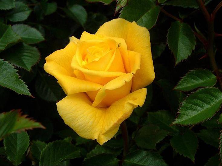 Pojedyncze kwiaty - róża żółta.jpg