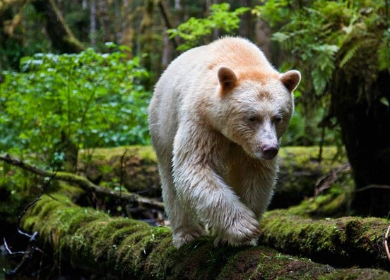 Biale Baribale folder zachomikowany od grizzly-57 - Zdjęcie Paul Nicklen.jpg