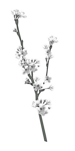 kwiaty png - kwiat 15.png