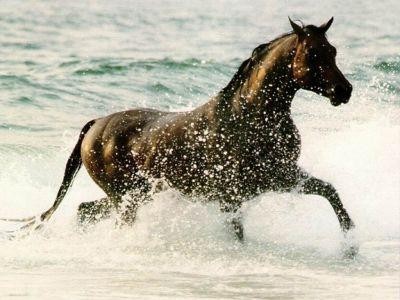 Konie_________piękne konie - mediumk05i6h564818bb4958aa043711.jpg
