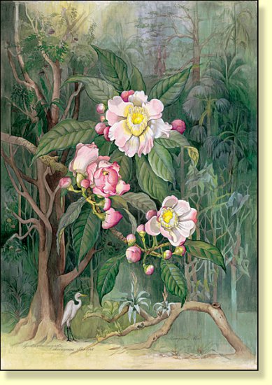 Margaret Mee - The Flowering Amazon - OKME_010_01.jpg