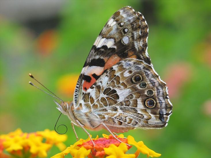 110 Beautiful Butterflies Wallpapers 1600 X 1200 - 2.jpg