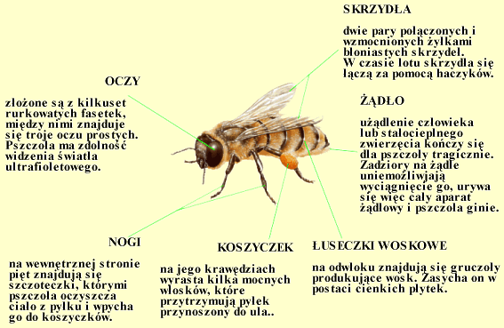 Ul Warszawski Korpusowy - pszczola budowa ciała.gif