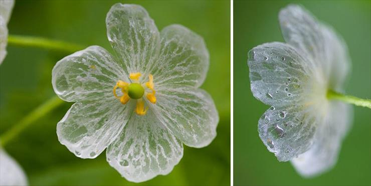 Diphelleia grayi - parasolnik, przezroczysty kwiat - transparent-skeleton-flowers-in-rain-diphylleia-grayi-22 1.jpg