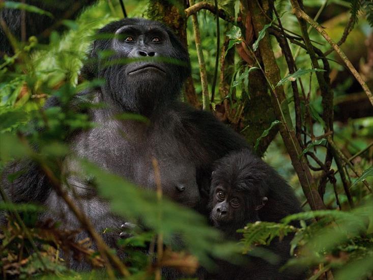 ALBUM NATIONAL GEOGRAPHIC - mountain-gorillas-africa-sartore_47914_990x742.jpg