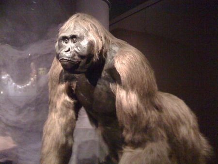 -----------------... - Gigantopithecus  największe małpy jakie żyły w Azji.jpg