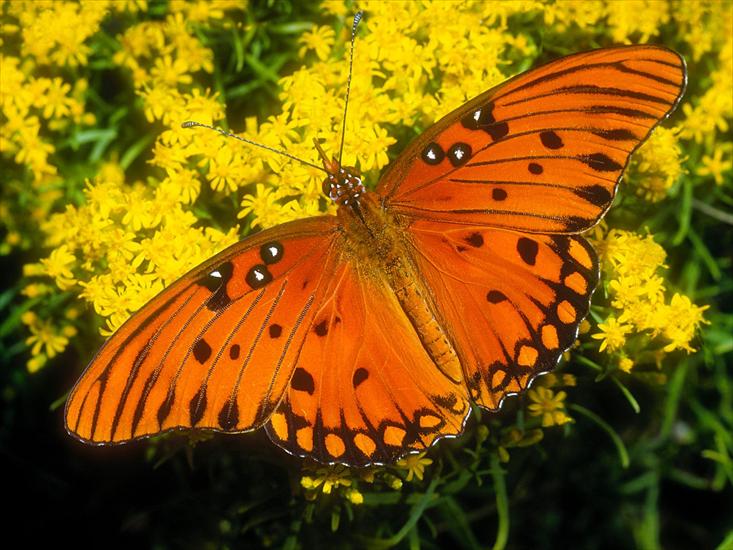110 Beautiful Butterflies Wallpapers 1600 X 1200 - 92.jpg
