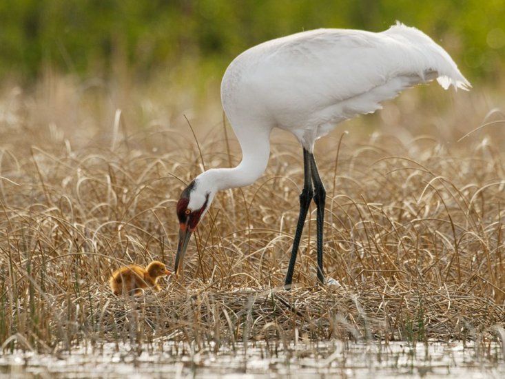ALBUM NATIONAL GEOGRAPHIC - whooping-crane-hatchling_23256_990x742.jpg