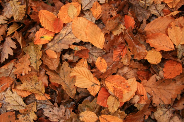 JESIEŃ - jesień liście tapety 18.jpg