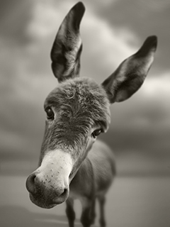 TAPETY komorka - Donkey.jpg